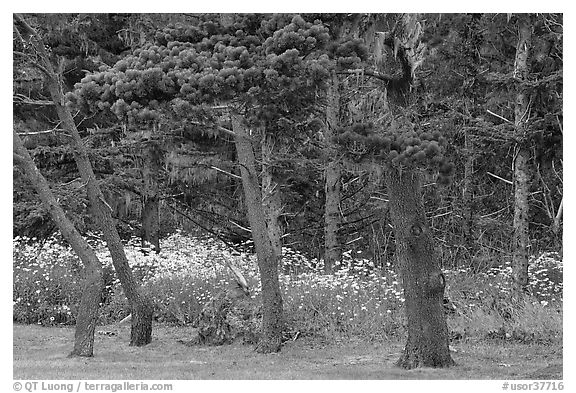 Trees and wildflowers, Shore Acres. Oregon, USA