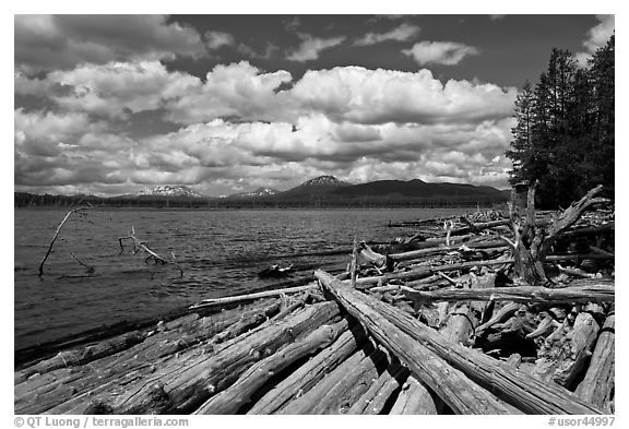 Crane Praire Reservoir and logs. Oregon, USA (black and white)