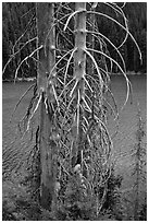 Bare tree trunks and emerald waters, Devils Lake. Oregon, USA ( black and white)