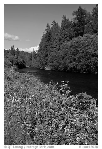 McKenzie River. Oregon, USA