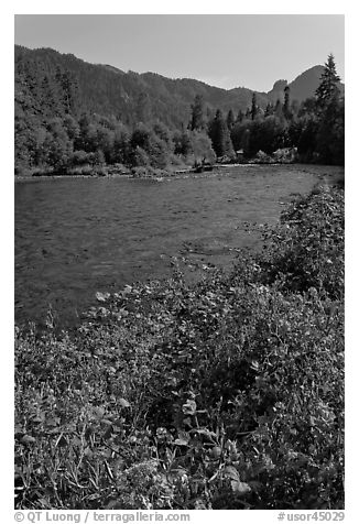 Flowers near McKenzie River. Oregon, USA (black and white)