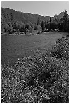 Flowers near McKenzie River. Oregon, USA ( black and white)