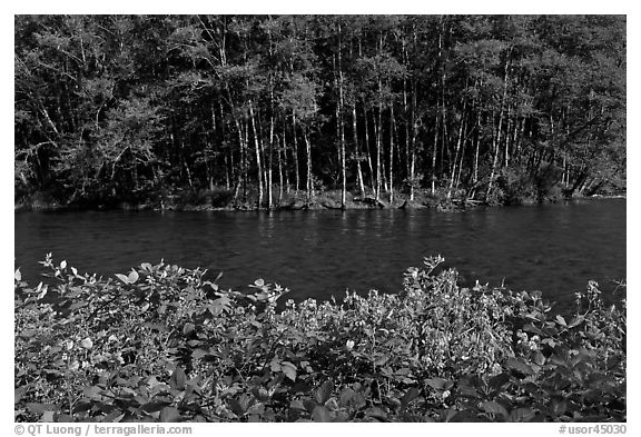 Flowers, McKenzie river, and trees. Oregon, USA (black and white)