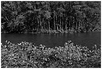 Flowers, McKenzie river, and trees. Oregon, USA ( black and white)