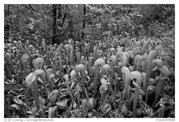 Californica Darlingtonia. Oregon, USA (black and white)