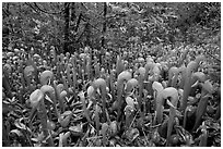 Californica Darlingtonia. Oregon, USA ( black and white)