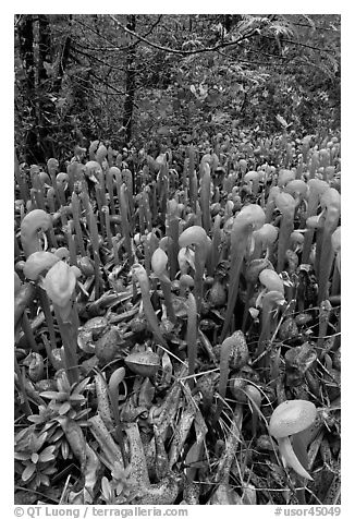 Pitcher plants. Oregon, USA (black and white)