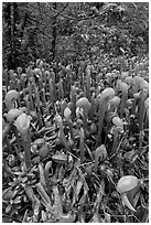 Pitcher plants. Oregon, USA ( black and white)