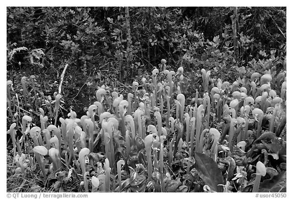 Cobra orchids. Oregon, USA