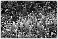 Cobra orchids. Oregon, USA (black and white)