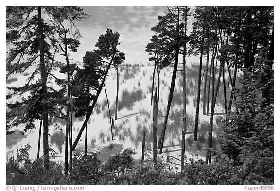 Pine trees and dunes, Oregon Dunes National Recreation Area. Oregon, USA (black and white)