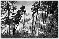 Pine trees and dunes, Oregon Dunes National Recreation Area. Oregon, USA (black and white)