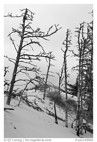 Tree skelons on dunes, Oregon Dunes National Recreation Area. Oregon, USA