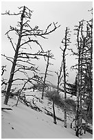 Tree skelons on dunes, Oregon Dunes National Recreation Area. Oregon, USA ( black and white)