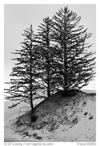 Pine trees on Umpqua dunes, Oregon Dunes National Recreation Area. Oregon, USA (black and white)