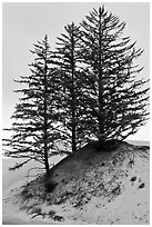 Pine trees on Umpqua dunes, Oregon Dunes National Recreation Area. Oregon, USA ( black and white)