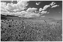 Sunflowers and grasslands. Oregon, USA (black and white)