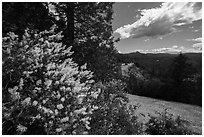 Blooms and Siskiyou Mountains. Cascade Siskiyou National Monument, Oregon, USA ( black and white)