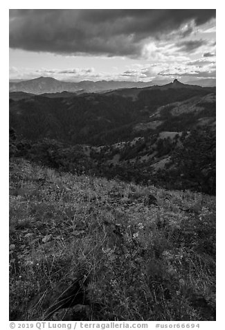 Wildflowers and distant Pilot Rock. Cascade Siskiyou National Monument, Oregon, USA (black and white)