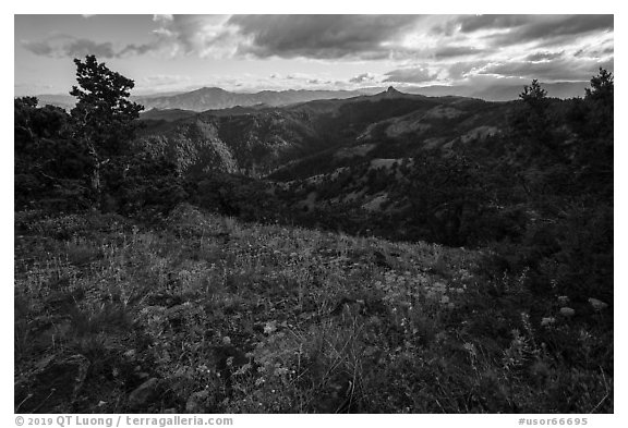 Summer wildflowers and distant Pilot Rock. Cascade Siskiyou National Monument, Oregon, USA (black and white)