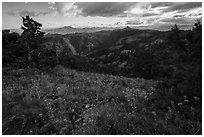 Summer wildflowers and distant Pilot Rock. Cascade Siskiyou National Monument, Oregon, USA ( black and white)