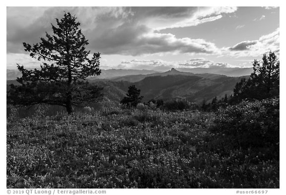 Wildflower carpet and distant Pilot Rock. Cascade Siskiyou National Monument, Oregon, USA (black and white)