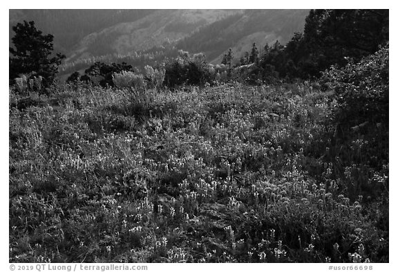 Siskiyou mountain wildflower carpet. Cascade Siskiyou National Monument, Oregon, USA (black and white)