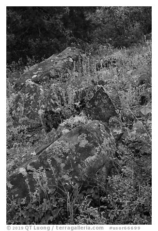 Rocks and wildflowers. Cascade Siskiyou National Monument, Oregon, USA (black and white)