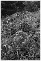 Rocks and wildflowers. Cascade Siskiyou National Monument, Oregon, USA ( black and white)