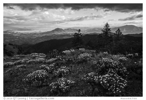 Wildflowers, late afternoon, Hobbart Point. Cascade Siskiyou National Monument, Oregon, USA (black and white)