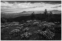 Wildflowers, late afternoon, Boccard Point. Cascade Siskiyou National Monument, Oregon, USA ( black and white)