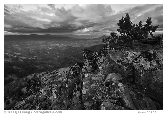 Wildflowers in juniper scablands at sunset, Boccard Point. Cascade Siskiyou National Monument, Oregon, USA (black and white)