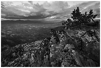 Wildflowers in juniper scablands at sunset, Boccard Point. Cascade Siskiyou National Monument, Oregon, USA ( black and white)