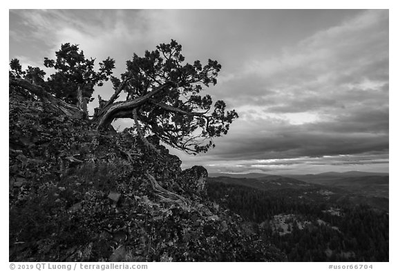 Juniper and wildflowers at sunset, Hobbart Point. Cascade Siskiyou National Monument, Oregon, USA (black and white)