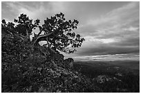 Juniper and wildflowers at sunset, Boccard Point. Cascade Siskiyou National Monument, Oregon, USA ( black and white)