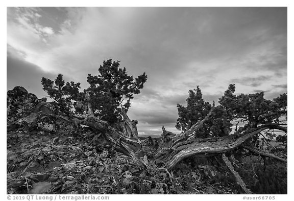 Juniper on thin-soiled rock outcropping, Boccard Point. Cascade Siskiyou National Monument, Oregon, USA (black and white)