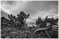 Juniper on thin-soiled rock outcropping, Boccard Point. Cascade Siskiyou National Monument, Oregon, USA ( black and white)