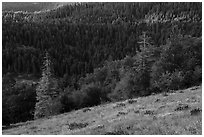 Wildflowers and conifer forest. Cascade Siskiyou National Monument, Oregon, USA ( black and white)