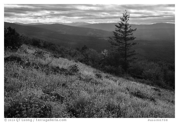 Wildflowers and Siskiyou Mountains. Cascade Siskiyou National Monument, Oregon, USA (black and white)