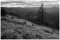 Wildflowers and Siskiyou Mountains. Cascade Siskiyou National Monument, Oregon, USA ( black and white)