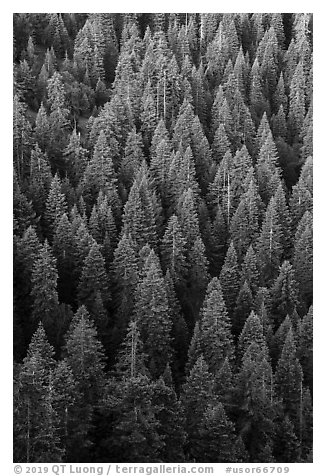 White fir forest from above. Cascade Siskiyou National Monument, Oregon, USA (black and white)