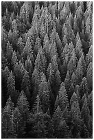 White fir forest from above. Cascade Siskiyou National Monument, Oregon, USA ( black and white)