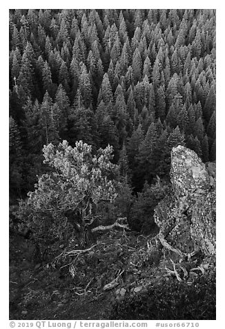 Outcrop, wildflowers, and mixed conifer forest. Cascade Siskiyou National Monument, Oregon, USA (black and white)
