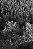 Outcrop, wildflowers, and mixed conifer forest. Cascade Siskiyou National Monument, Oregon, USA ( black and white)