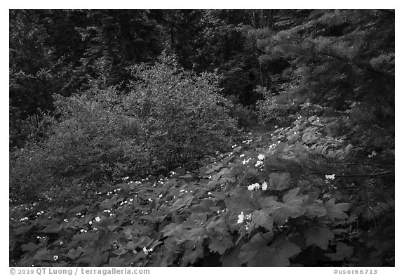 Forestand undergrowth with white flowers. Cascade Siskiyou National Monument, Oregon, USA (black and white)