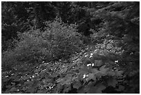 Forestand undergrowth with white flowers. Cascade Siskiyou National Monument, Oregon, USA ( black and white)