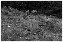 Wildflowers and rocks in clearing. Cascade Siskiyou National Monument, Oregon, USA ( black and white)