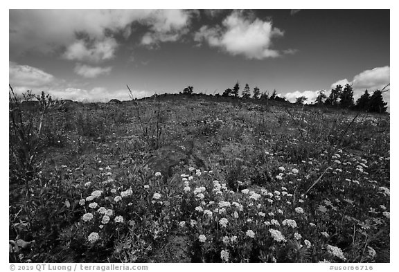 Wildflower carpet on hillside. Cascade Siskiyou National Monument, Oregon, USA (black and white)