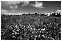 Wildflower carpet on hillside. Cascade Siskiyou National Monument, Oregon, USA ( black and white)