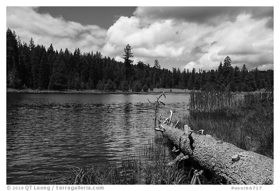 Fallen tree and Little Hyatt Reservoir. Cascade Siskiyou National Monument, Oregon, USA (black and white)